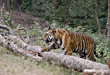 Bandhavgarh National Park